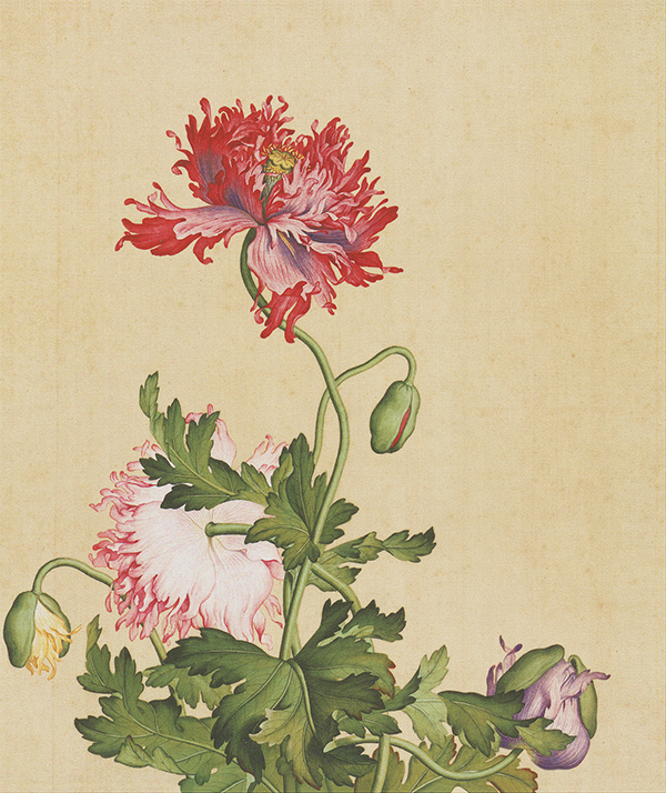 清|郎世宁《花鸟图册》：中西合璧的艺术瑰宝