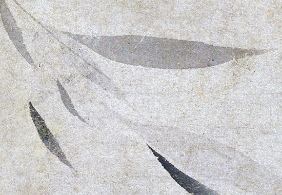 元 盛昌年 《柳燕图》纸本75.9x25.5 元代花鸟画典范之作