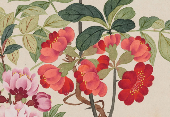 清 钱维城 《万有同春图卷》不同时节的几十种花卉穿插排列在画面中