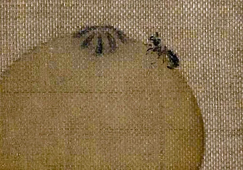 南宋小画里的「枇杷与鸟虫恩怨」：故宫藏画里藏着哪些趣事儿？的配图2-墨韵书香